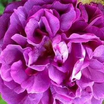 Online rózsa kertészet - lila - angolrózsa virágú- magastörzsű rózsafa  - William Lobb - intenzív illatú rózsa - damaszkuszi aromájú
