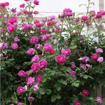 Fialová - stromkové růže - Stromkové růže s květy anglických růží