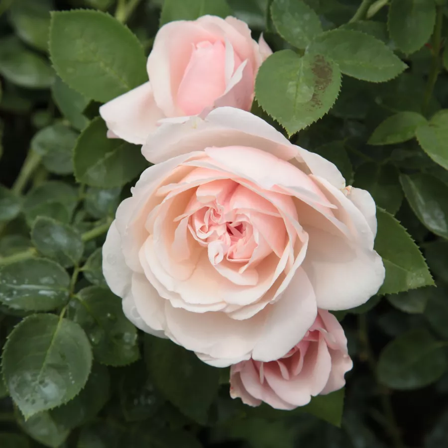 Różowy - Róża - Auswith - Szkółka Róż Rozaria