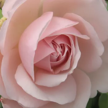 Online rózsa vásárlás - angol rózsa - rózsaszín - közepesen illatos rózsa - grapefruit aromájú - Auswith - (90-150 cm)