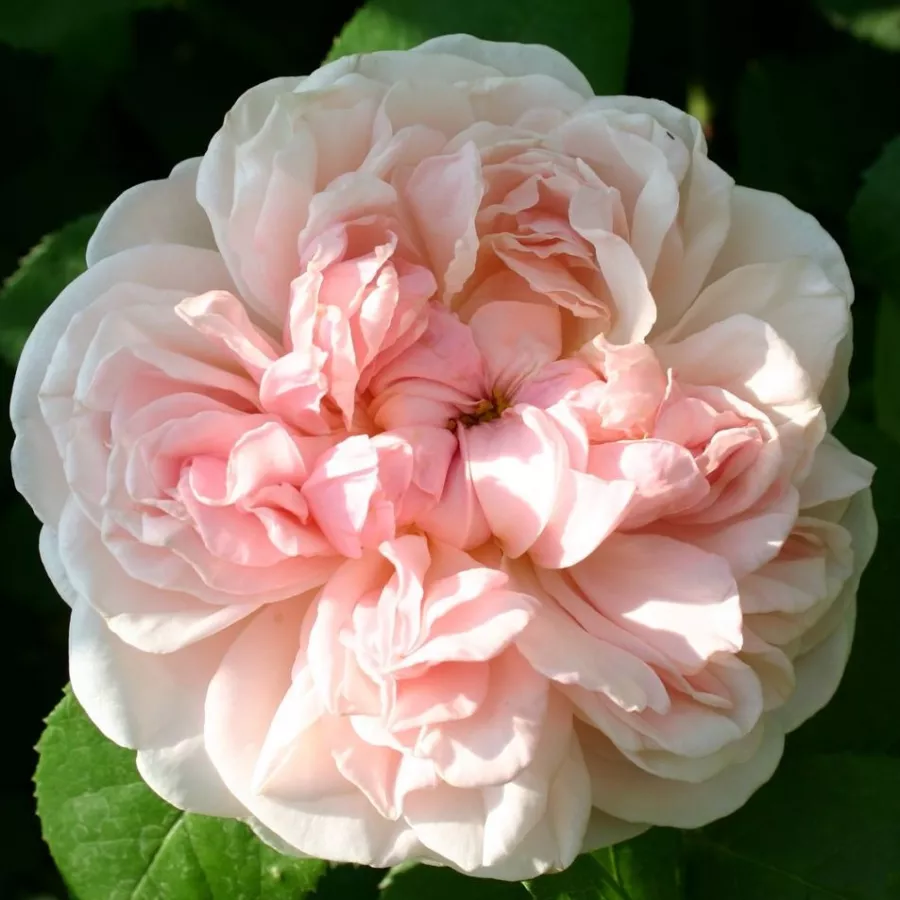 Rose - Rosier - Auswith - 