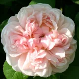 Różowy - róża pienna - Rosa Auswith - róża ze średnio intensywnym zapachem