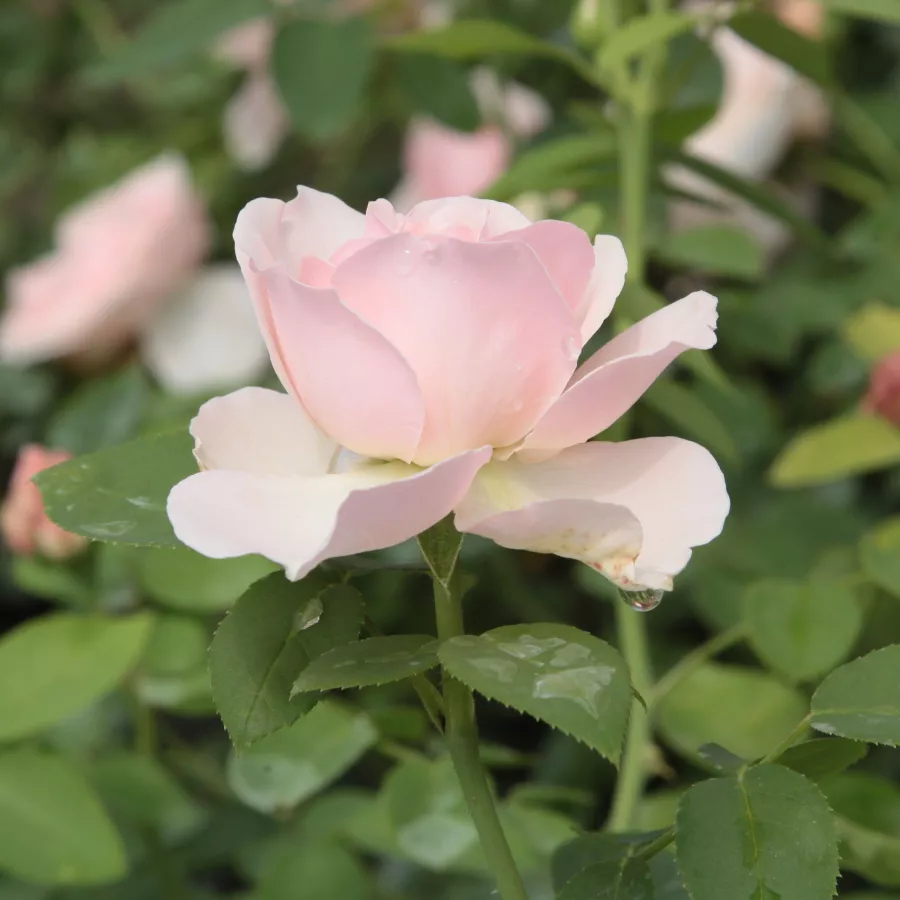 árbol de rosas inglés- rosal de pie alto - Rosa - Auswith - rosal de pie alto