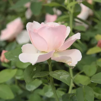 Rosa Auswith - roz - trandafiri pomisor - Trandafir copac cu trunchi înalt – cu flori tip trandafiri englezești