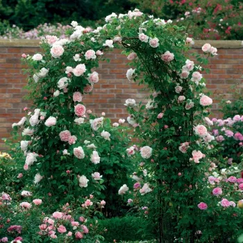 Roz deschis - trandafiri pomisor - Trandafir copac cu trunchi înalt – cu flori tip trandafiri englezești