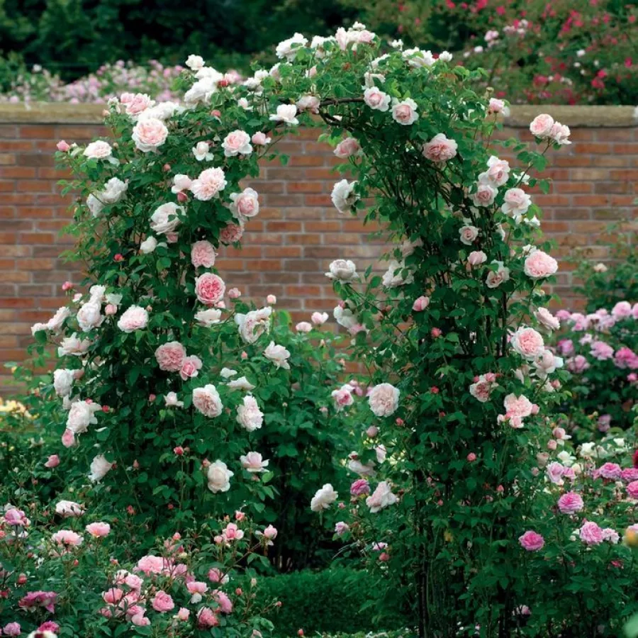 Tömvetelt virágú - Rózsa - Auswith - online rózsa vásárlás