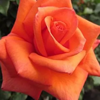 Rózsa rendelés online - narancssárga - teahibrid rózsa - Wonderful You™ - diszkrét illatú rózsa - vanilia aromájú - (90-120 cm)