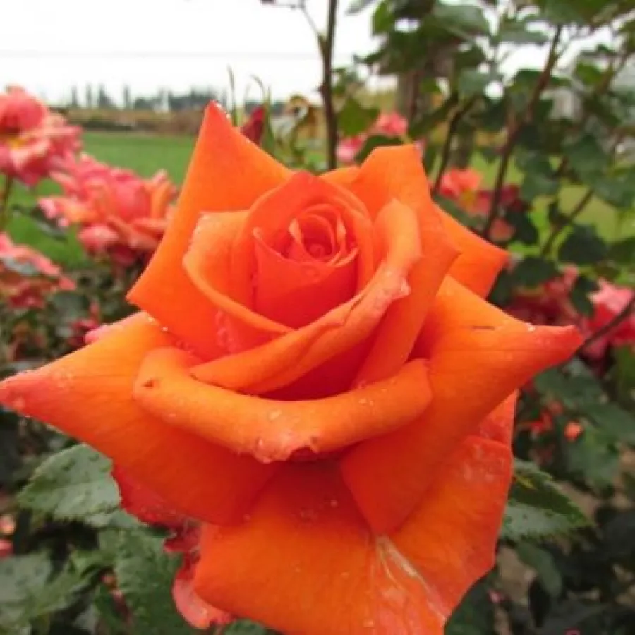 Arancia - Rosa - Wonderful You™ - Produzione e vendita on line di rose da giardino
