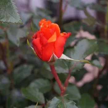 Rosa Wonderful You™ - oranžový - čajohybrid