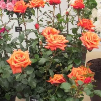 Narancssárga - teahibrid virágú - magastörzsű rózsafa - diszkrét illatú rózsa - vanilia aromájú