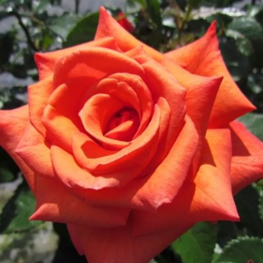 Oranžna - Roza - Wonderful You™ - vrtnice - proizvodnja in spletna prodaja sadik