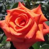 Trandafiri hibrizi Tea - trandafir cu parfum discret - comanda trandafiri online - Rosa Wonderful You™ - portocale