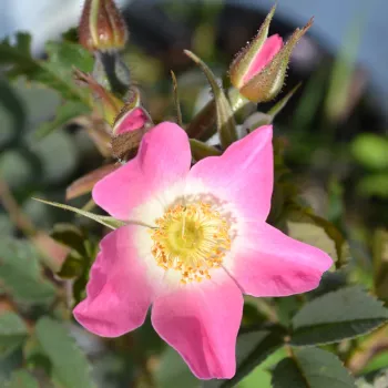 GLAUCA CARMENETTA – malvenrosa Parkrose - Preston
