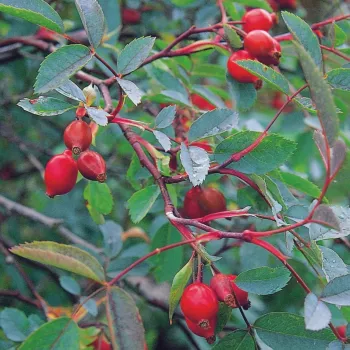 Klarer, mittelheller Rosaton mit malvenartiger Nuance. Ein zarter violetter Einschlag verleiht dem Gesamtbild eine kühle Wirkung. - parkrose - leicht, zurückhaltend duftende rose - sanfter, eleganter charakter