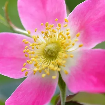 Rosen Online Gärtnerei - malve-rosa - leicht, zurückhaltend duftende rose - Glauca Carmenetta - parkrose - (240-360 cm)