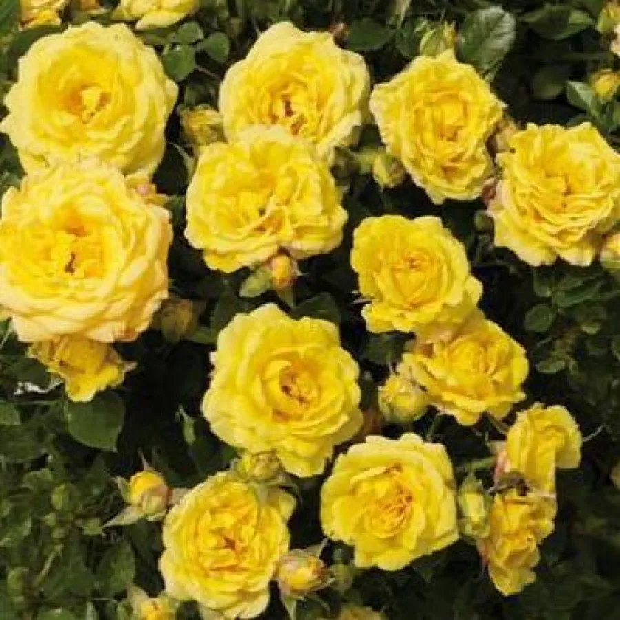 Umiarkowanie pachnąca róża - Róża - Yumi Hit® - sadzonki róż sklep internetowy - online