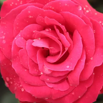 Rózsák webáruháza. - vörös - climber, futó rózsa - Zebrina™ - diszkrét illatú rózsa - ibolya aromájú - (280-320 cm)