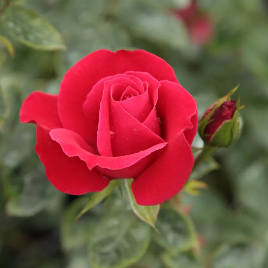 Róża pnąca climber - Róża - Zebrina™ - Szkółka Róż Rozaria