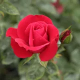 Vrtnica plezalka - Climber - rdeča - Diskreten vonj vrtnice - Rosa Zebrina™ - Na spletni nakup vrtnice