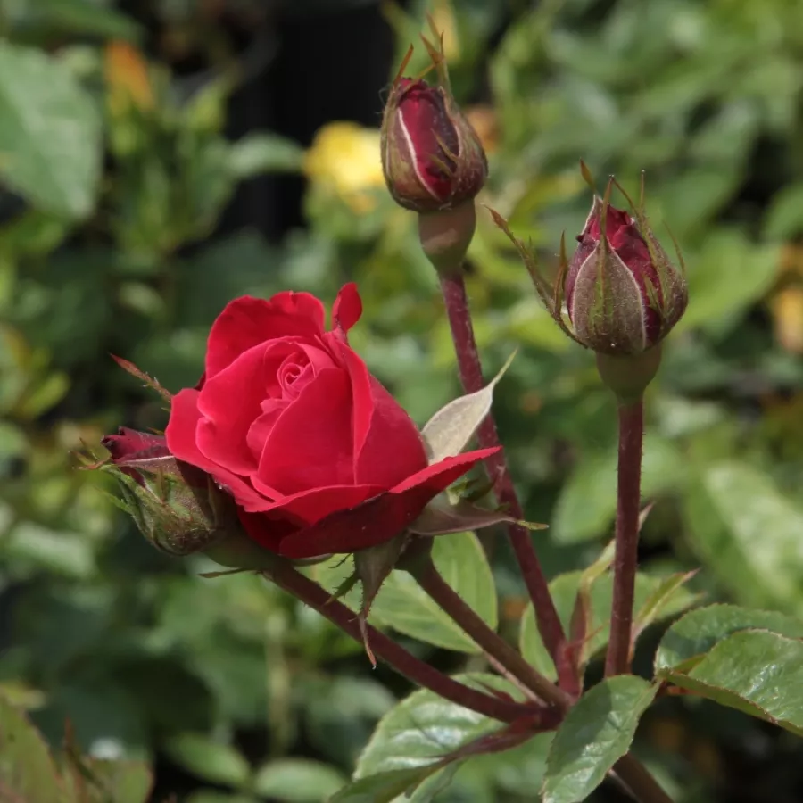 Mierna vôňa ruží - Ruža - Zebrina™ - Ruže - online - koupit