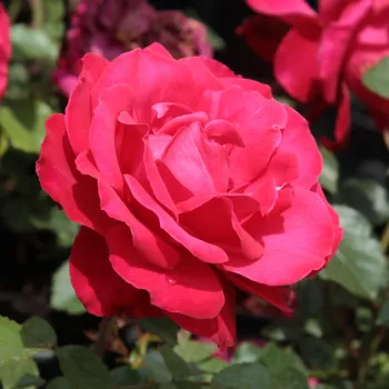 Koloru krwistego - róża pnąca climber   (280-320 cm)