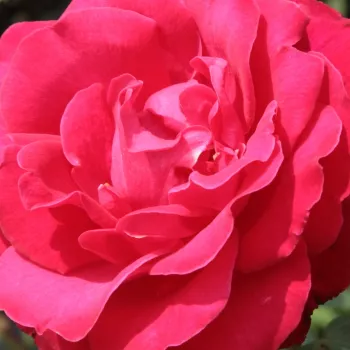 Online rózsa kertészet - climber, futó rózsa - vörös - diszkrét illatú rózsa - ibolya aromájú - Zebrina™ - (280-320 cm)