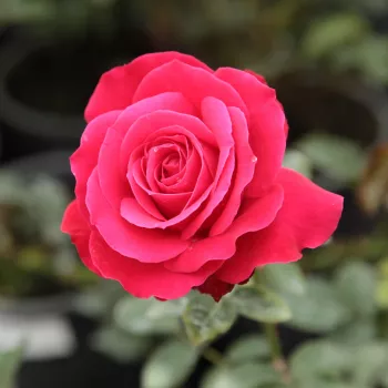 Rosa Zebrina™ - rouge - rosier haute tige - Fleurs groupées en bouquet