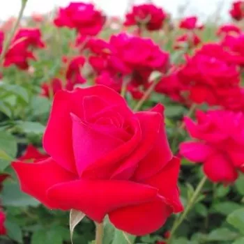 Vérvörös - csokros virágú - magastörzsű rózsafa - diszkrét illatú rózsa - ibolya aromájú