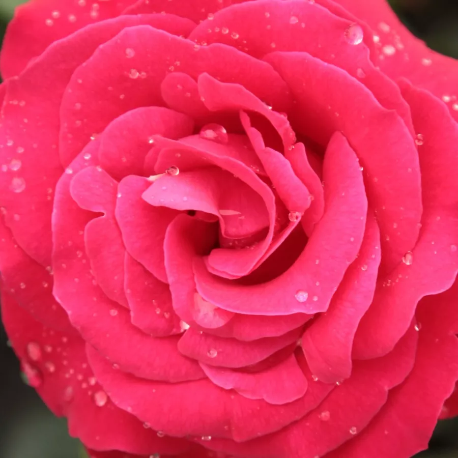 En grupo - Rosa - Zebrina™ - rosal de pie alto
