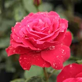Vrtnica plezalka - Climber - Diskreten vonj vrtnice - rdeča - Rosa Zebrina™