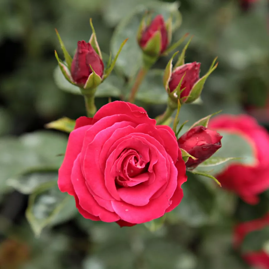 Trandafiri climber - Trandafiri - Zebrina™ - comanda trandafiri online
