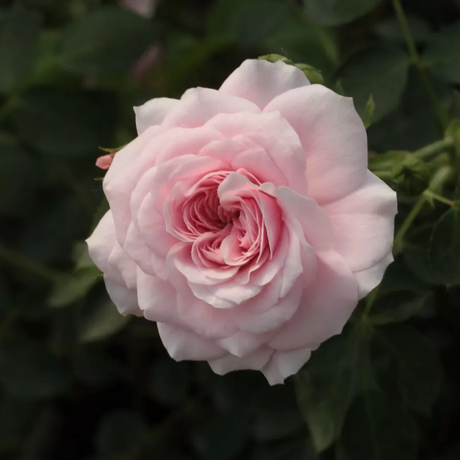 Różowy - biały - Róża - Zemplén - Szkółka Róż Rozaria