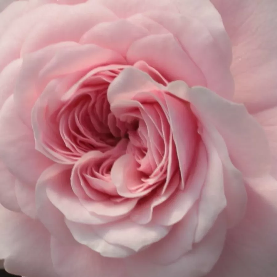 Ground cover, Shrub - Rosa - Zemplén - Produzione e vendita on line di rose da giardino