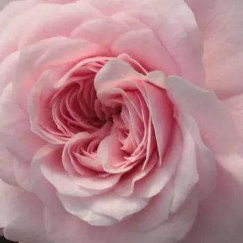 Online rózsa rendelés  - talajtakaró rózsa - rózsaszín - fehér - nem illatos rózsa - Zemplén - (70-80 cm)
