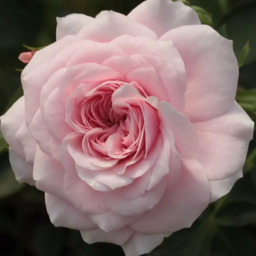 Różowy - biały - Róża - Zemplén - 