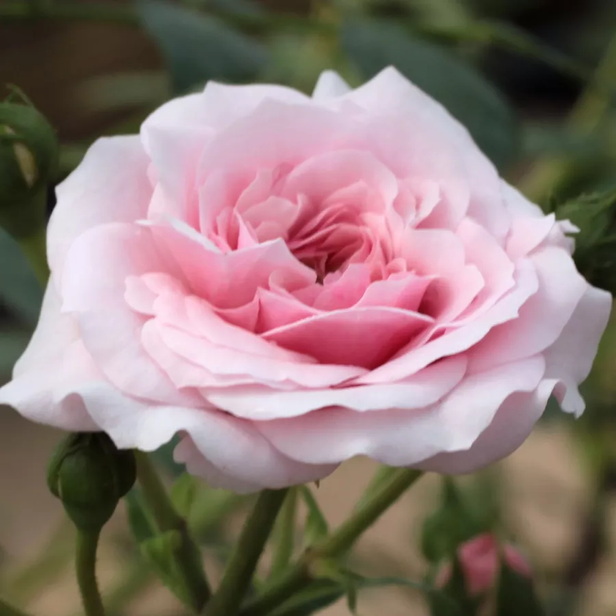 árbol de rosas de flores en grupo - rosal de pie alto - Rosa - Zemplén - rosal de pie alto