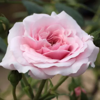 Rosa Zemplén - růžová - bílá - stromkové růže - Stromkové růže, květy kvetou ve skupinkách