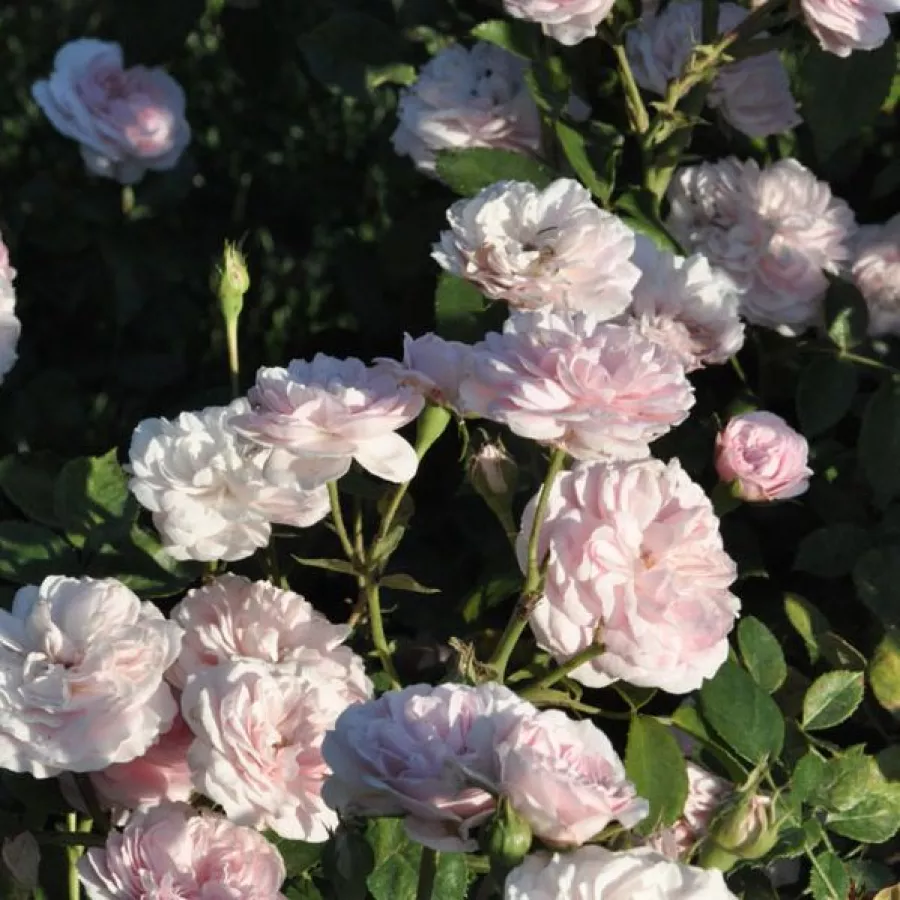 120-150 cm - Rosa - Zemplén - rosal de pie alto