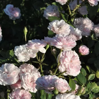 Růžová - bílá - stromkové růže - Stromkové růže, květy kvetou ve skupinkách
