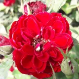 Vörös - törpe - mini rózsa - Online rózsa vásárlás - Rosa Zenta - nem illatos rózsa