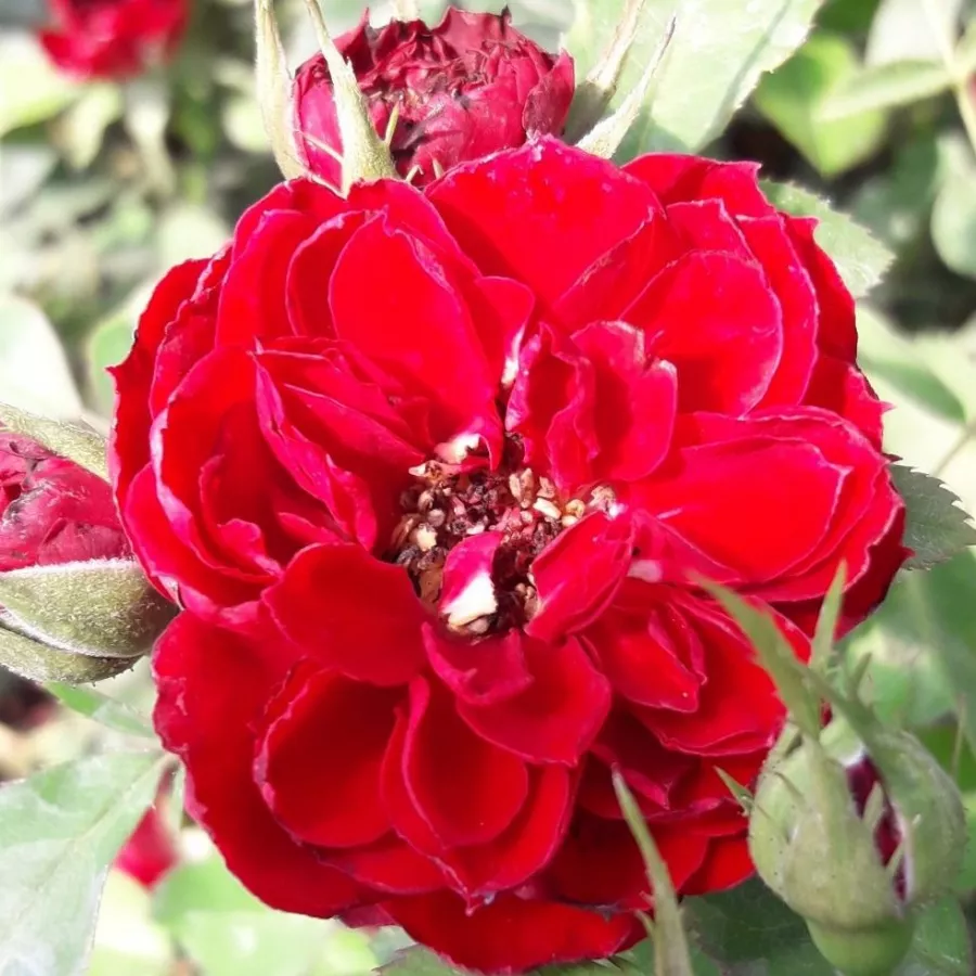 Róże miniaturowe - Róża - Zenta - Szkółka Róż Rozaria
