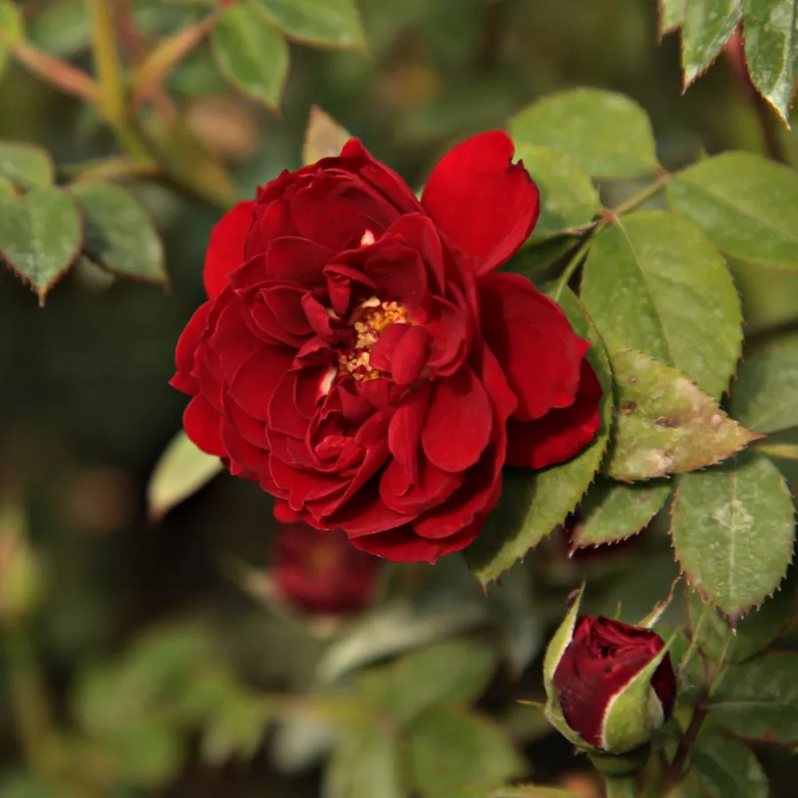 Rosso - Rosa - Zenta - Produzione e vendita on line di rose da giardino