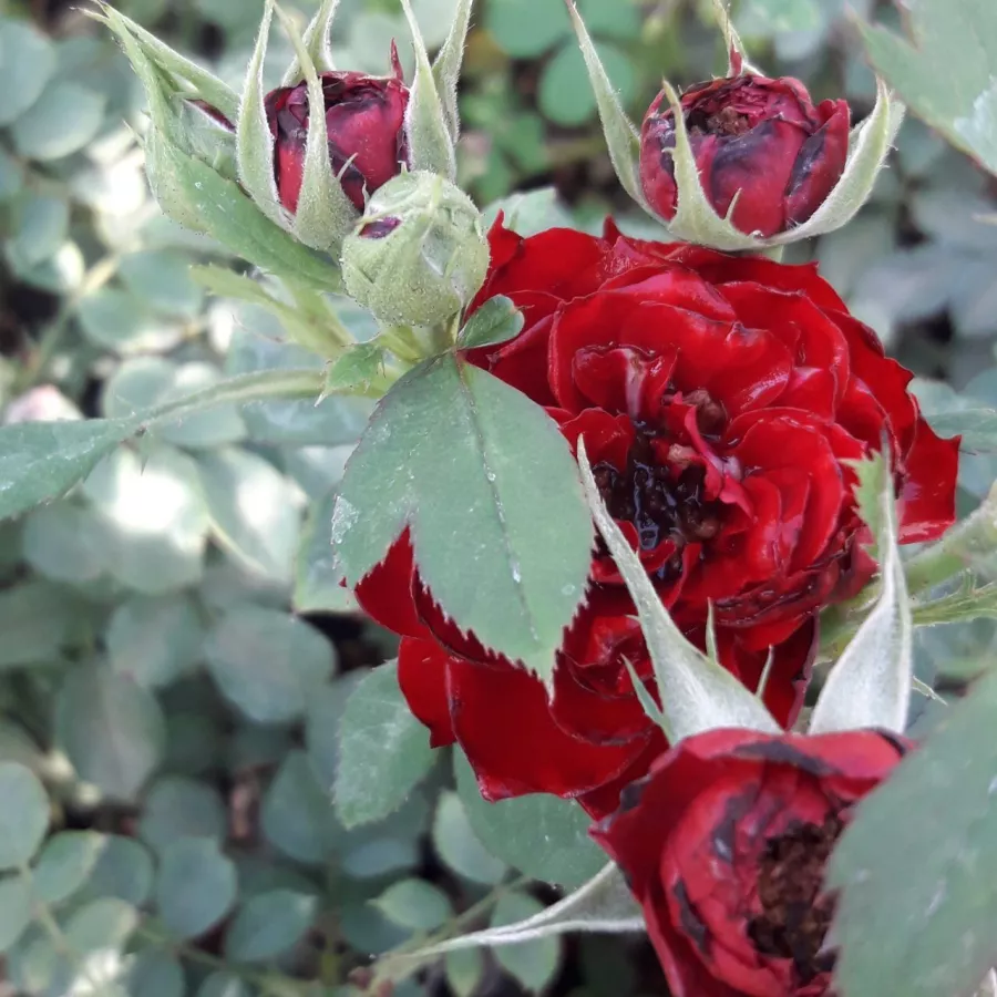 Róża bez zapachu - Róża - Zenta - Szkółka Róż Rozaria