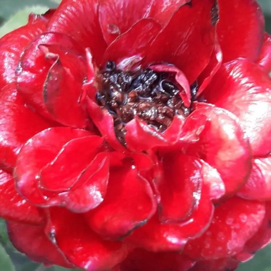 Miniature - Róża - Zenta - Szkółka Róż Rozaria