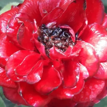 Ruže - eshop  - trpasličia, mini ruža - červený - bez vône - Zenta - (30-50 cm)