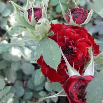 Rosa Zenta - rouge - Petites fleurs -  rosier à haute tige - compact