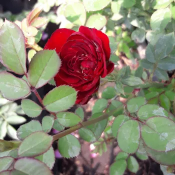 Bordová - Mini růže