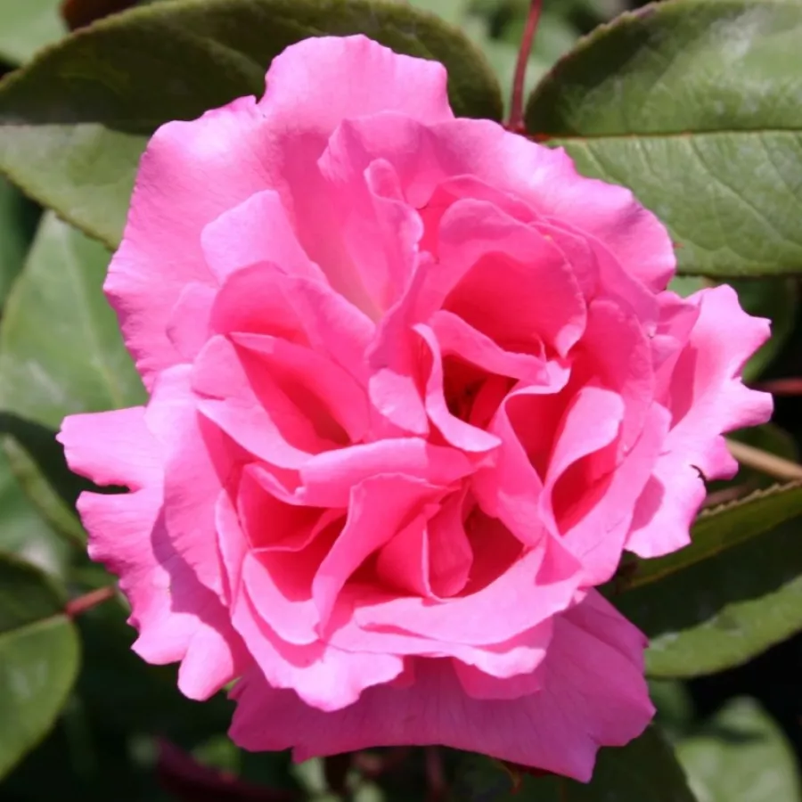 Vrtnica plezalka - Climber - Roza - Zéphirine Drouhin - Na spletni nakup vrtnice