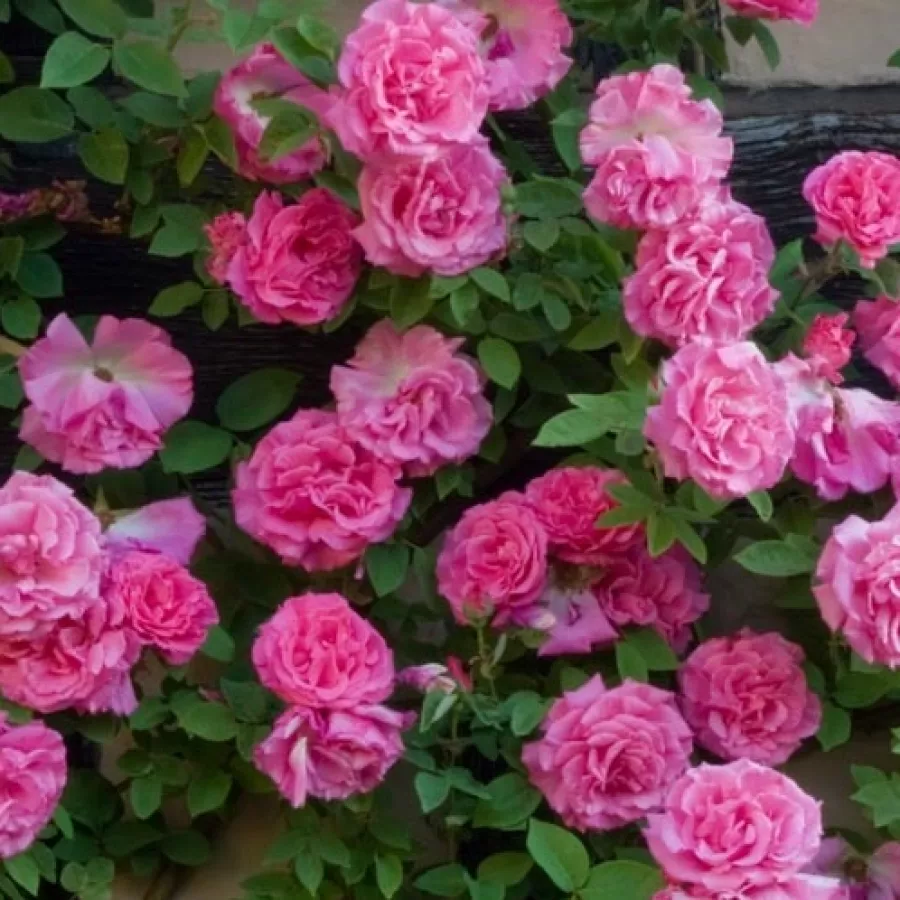 Różowy - Róża - Zéphirine Drouhin - Szkółka Róż Rozaria