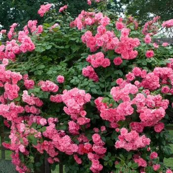 Rózsaszín - climber, futó rózsa - intenzív illatú rózsa - fahéj aromájú